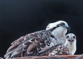 My paintings